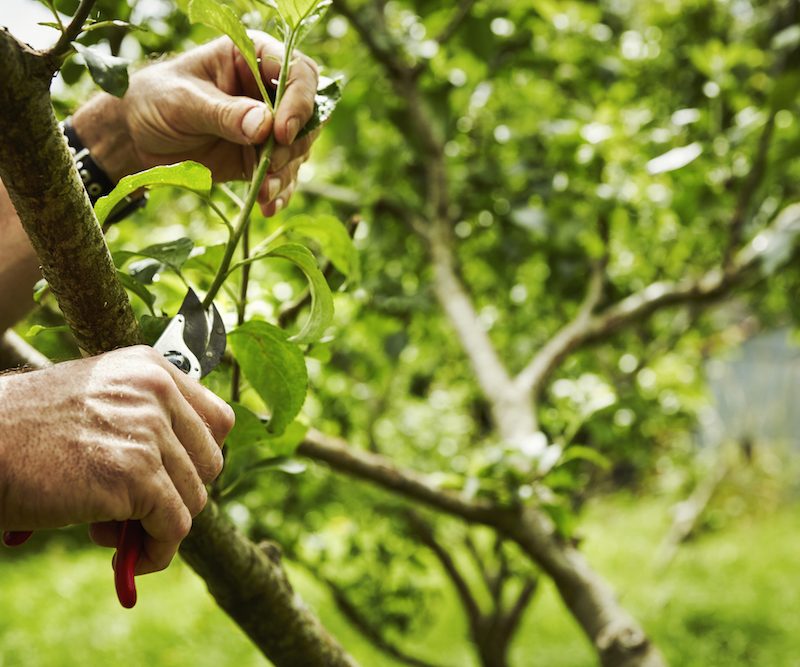 Potature del mese di novembre: cosa fare e cosa evitare