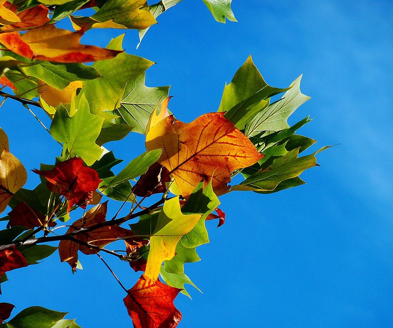 Prendersi cura del giardino in autunno