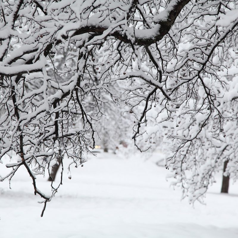 Giardino a dicembre